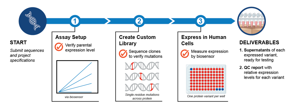 A variant expression library project workflow, showcasing each step of the project.