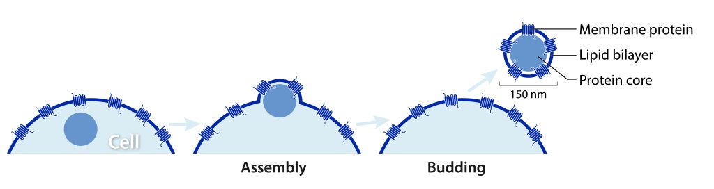 An overview of Lipoparticle Budding.