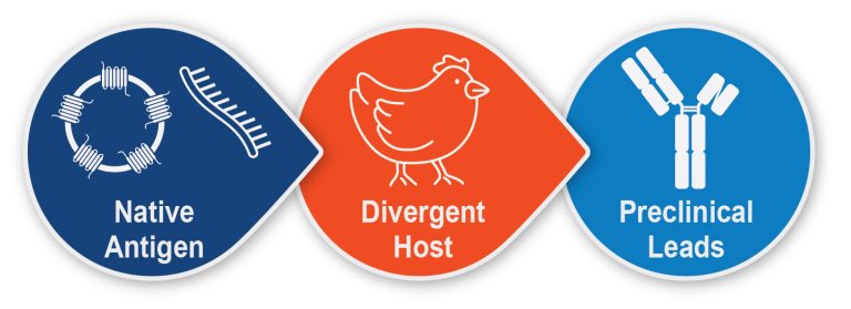 MPS Antibody Discovery process