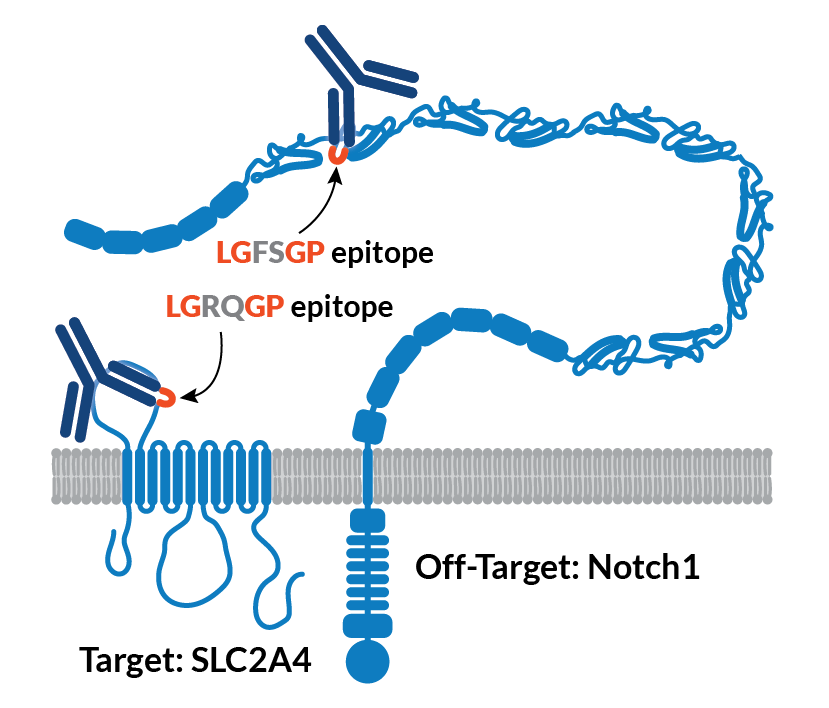 In an example of molecular mimicry, the target and a completely unrelated off-target share an LGXXGP epitope