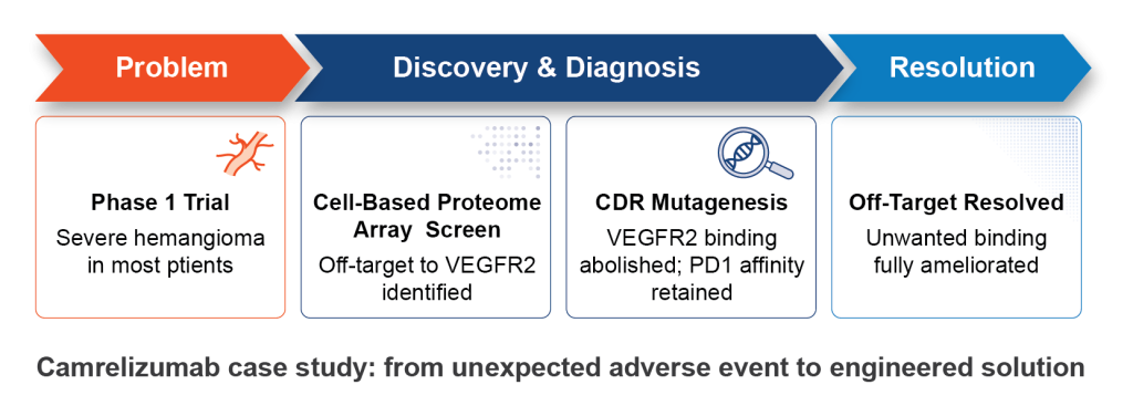 Timeline of the camrelizumab story, from problem to diagnosis, CDR engineering, and resolution.