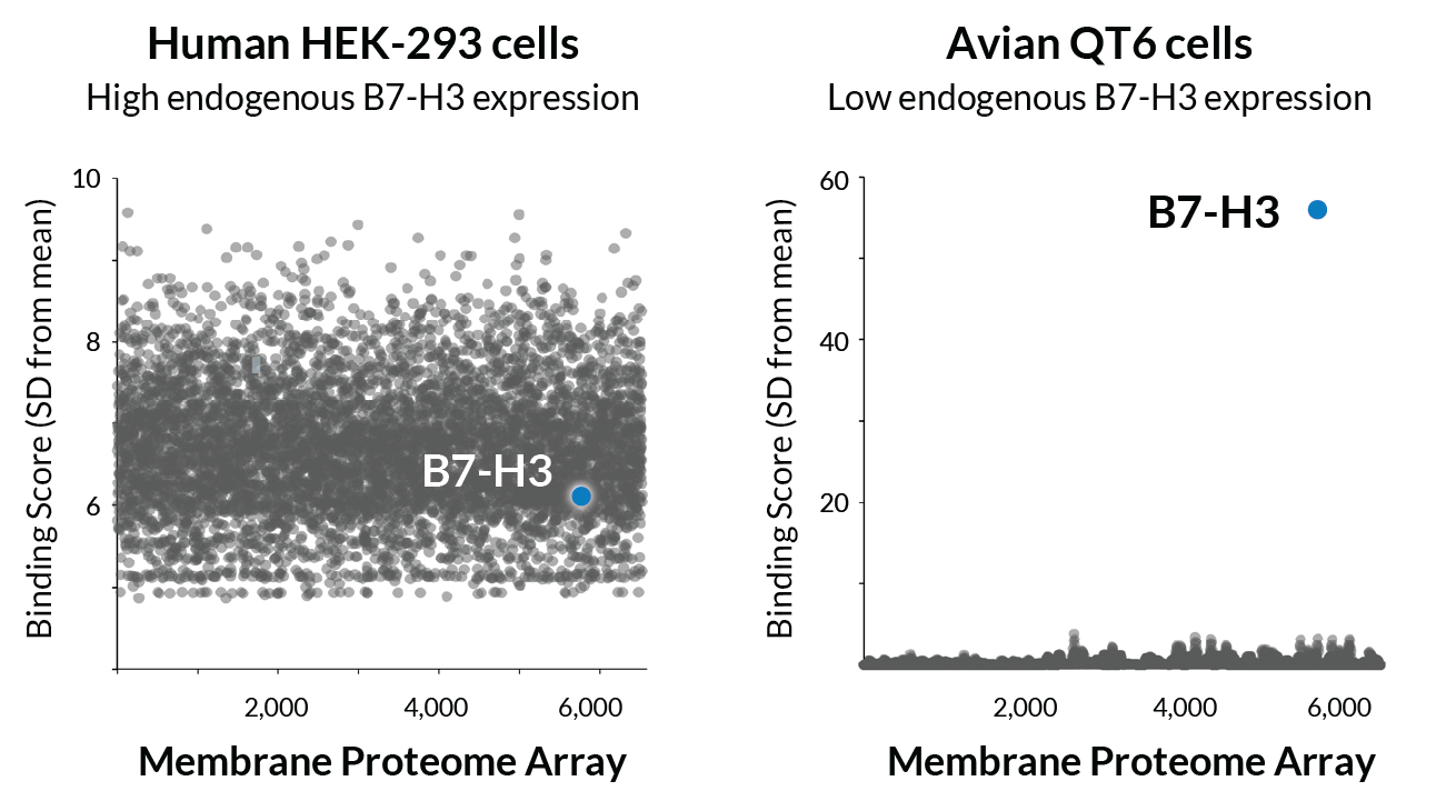 Side-by-side MPA screens for an anti-B7-H3 antibody. In human HEK-293 cells, high endogenous B7-H3 expression produces high background that obscures the target. In avian QT6 cells, B7-H3 stands clearly above a low background.