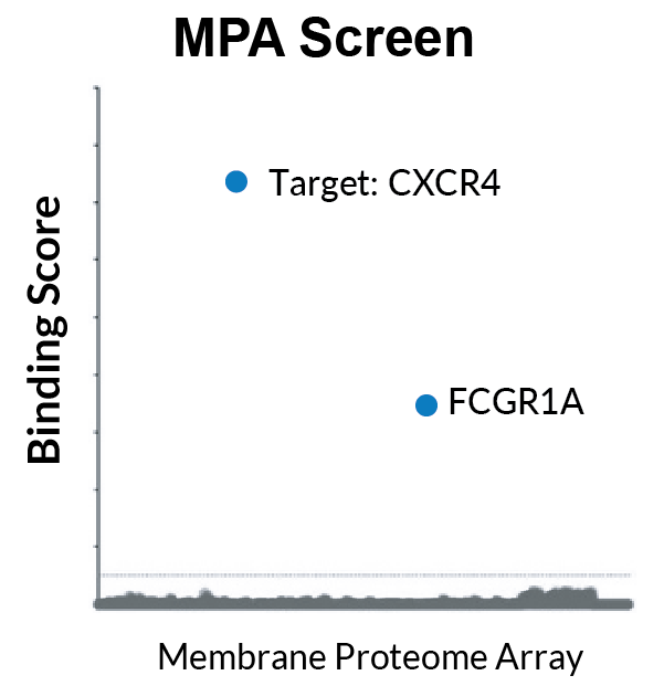 MPA screen of an IgG1-format test molecule showing binding to its intended target, CXCR4, and to the Fc receptor FCGR1A above background.