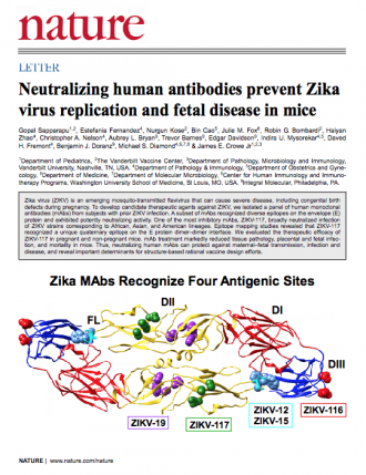 Nature publication: Neutralizing human antibodies prevent Zika virus replication and fetal disease in mice.