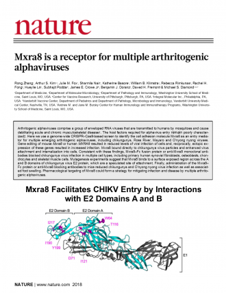 Nature publication: MXRA8 is a receptor for multiple arthritogenic alphaviruses.