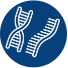 Icon: a segment of DNA and a segment of RNA
