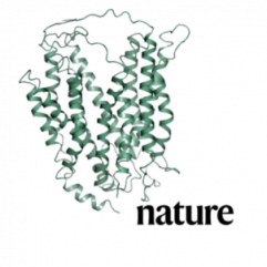 MFSD2A antibody