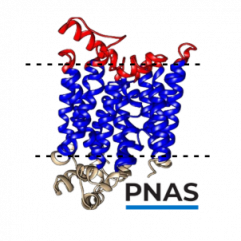 isolate state-specific antibodies against SLC2A4