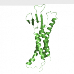 chicken immunization yielded antibodies against Claudin 6