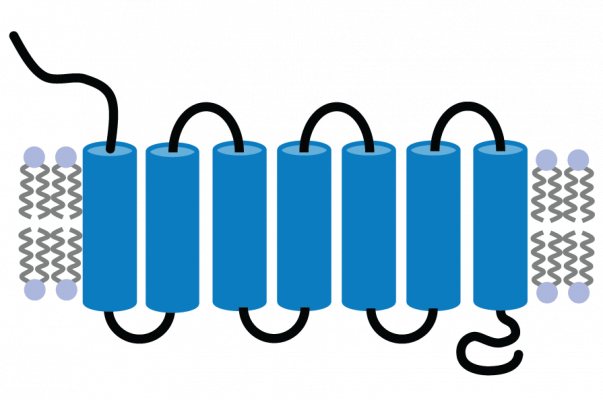 A simple model of a GPRC5D protein molecule. Seven transmembrane domains span a lipid bilayer, with the N-terminus outside the cell and the C-terminus on the inside.
