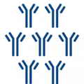 Icon: a group of antibodies